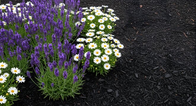 Vibrant purple lavender and white daisy-like flowers blooming in dark garden mulch, creating a beautiful contrast.