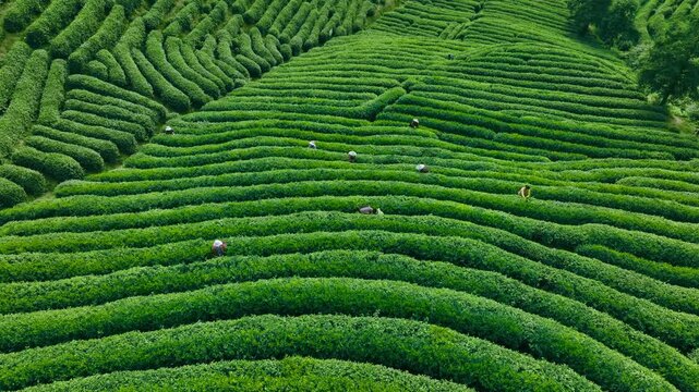 Aerial View of Lush Green Tea Plantation
