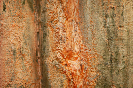 Canker bark latex sap and gummosis disease of Carpinus betulus Cytospora decipiens fungi hornbeam Trentepohlia or yoke elm closed-up orange red photo. Sunken, discolored cankers, gummosis oozing and