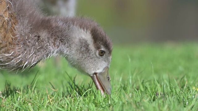 Egyptian Goose (Alopochen aegyptiaca) gosling with the downy feathers being replaced by adult plumage, wet after swimming, eating grass.  April, Kent, UK [Slow motion x4]