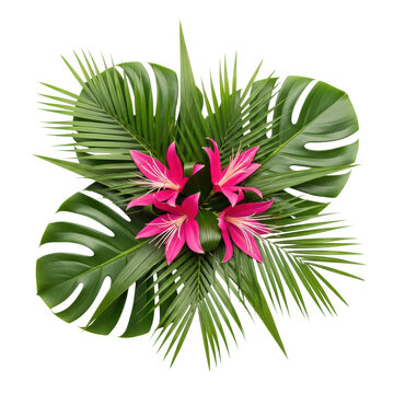 Ultra hd flat lay of detailed monstera and palm leaves with fuchsia tropical flowers, arranged and isolated against a transparent background, commercial botanical design elegance