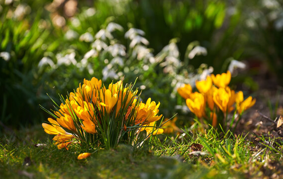 Background, growth and nature with yellow flowers in ecosystem for botany or cultivation. Horticulture, spring and wallpaper with crocus flavus growing in green environment for sustainability