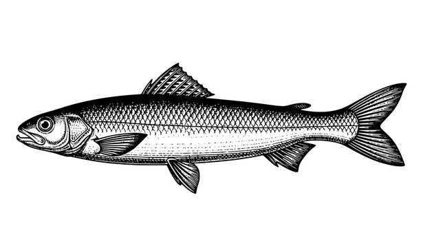 River Blackfish vintage engraving illustration detailed scientific fish drawing isolated on white background Percichthyidae species