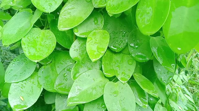 Green Leaf Texture: A macro perspective unveils a lush tapestry of vibrant green leaves, each bearing the delicate imprint of nature's artistry.