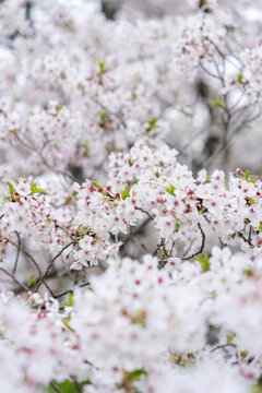 桜