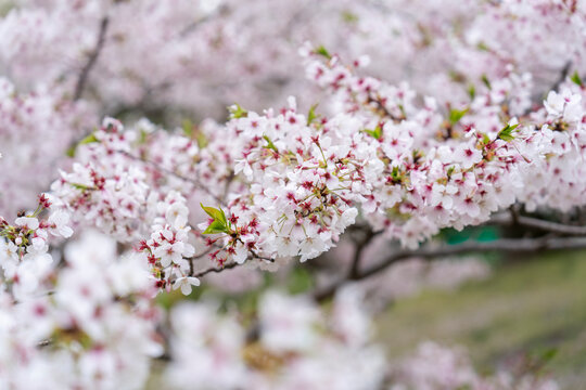 桜