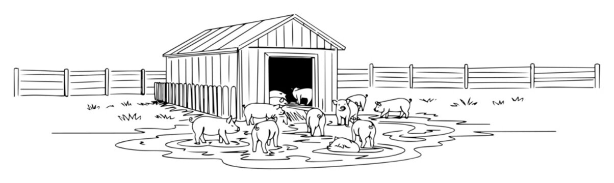 rural pigsty with pigs in muddy farmyard line drawing