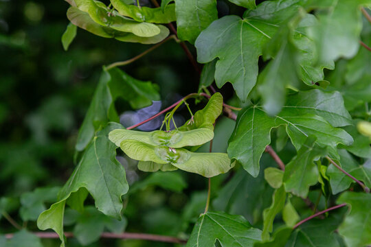 Lobed leaves and paired samaras of Acer campestre thriving in a lush green environment during late spring