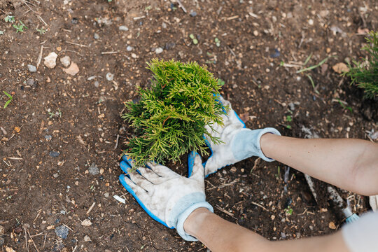 Gardener's gloved hands plant a small green bush in the soil. Tuya
