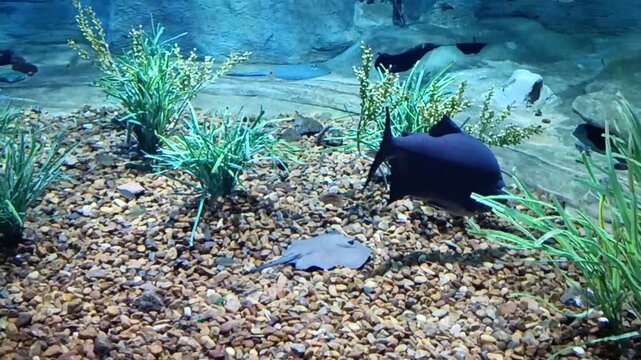 Tambaqui fish and stingrays swimming in a large freshwater aquarium with pebble bottom: For aquatic center promotional videos, educational marine life exhibits, or wildlife documentary visuals.