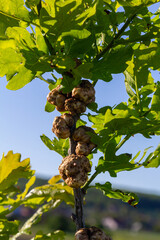 Biorhiza pallida galls forming on oak trees in a lush environment showcasing nature's intricate relationships during daytime © Oleh Marchak