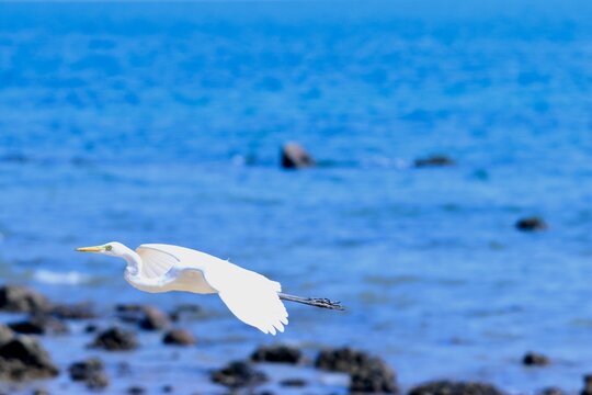 Grande aigrette (Ardea alba) en vol au-dessus de la mer