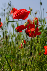 Naklejka premium Vibrant red papaver rhoeas blossoms sway gently in the breeze amidst lush green grass on a sunny day in a rural field