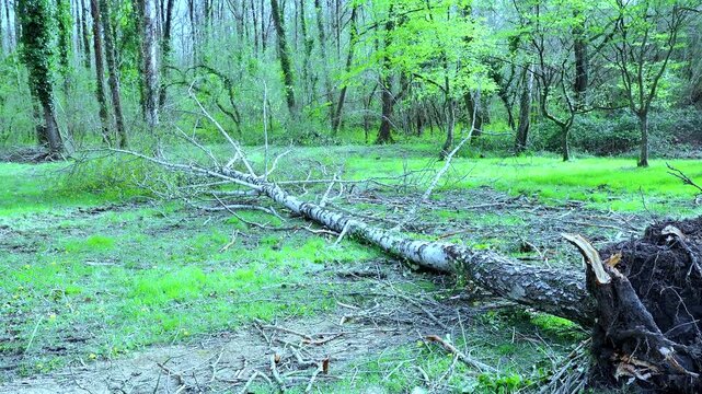 Woodland destruction as silver birch has uprooted and fallen after a storm.