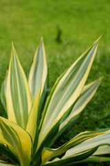 Obraz premium Close-up of variegated agave plant with green and yellow leaves in a garden. Natural tropical foliage with soft background, ideal for nature, landscaping, and botanical design themes.