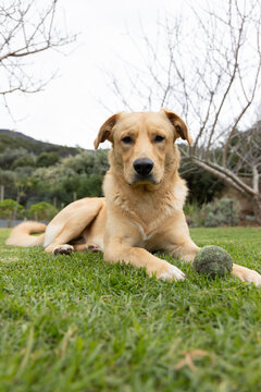Golden-colored dog lying on well-maintained lawn, holding worn green tennis ball near paw