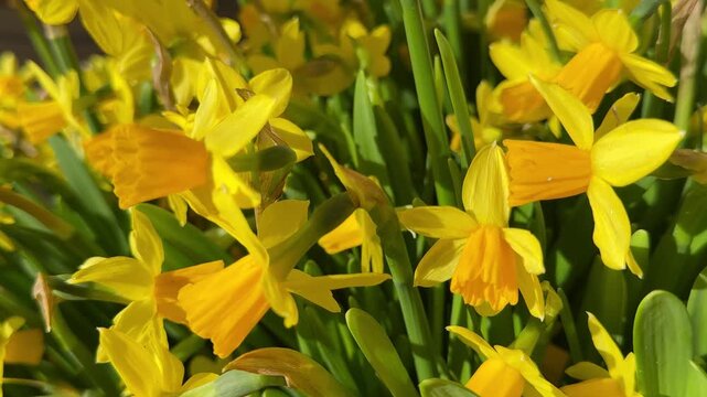 Daffodils blooming yellow spring flowers. 