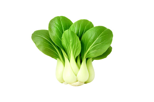 fresh spinach leaves on transparent