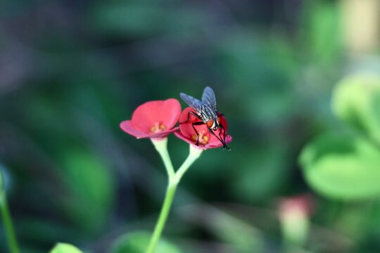 Euphorbia milii &ldquo;&Eacute;pine du Christ&rdquo; avec mouche en macro, plante tropicale ornementale