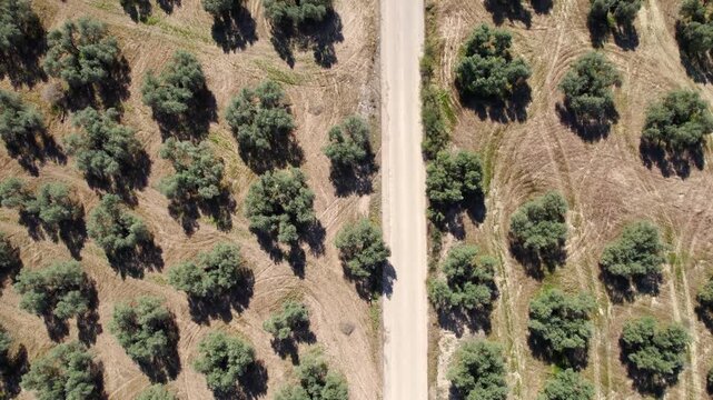 Drone flying over a rural road splitting an olive grove with agricultural fields in the countryside