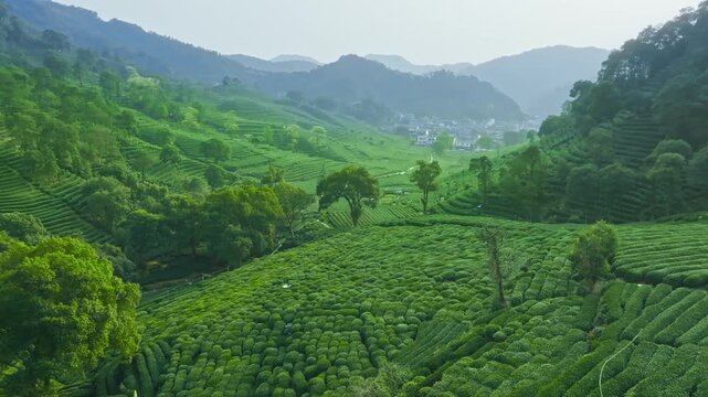 A Beautiful Landscape of Tea Plantations