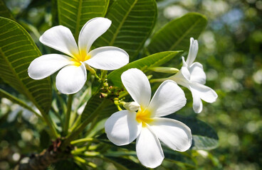 Fototapeta premium Blooming plumeria flowers with white petals fading into bright yellow centers, set against green stems and leaves.