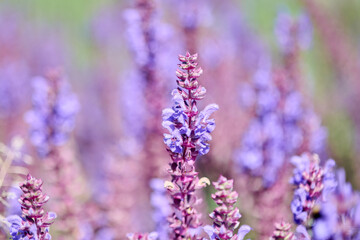 Fototapeta premium Close-up of blooming salvia flowers in soft natural light