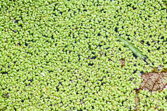 Dense covering of bright green lemna on still water surface in natural setting
