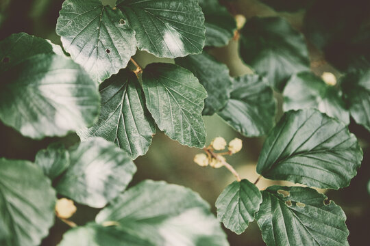 Close-up of parrotia leaves in soft natural light