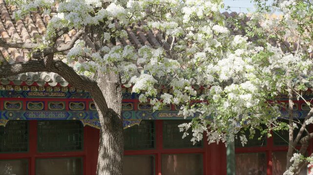 Spring Blossoms at Tuancheng: Pear, Begonia, and Lilac Flowers in the Imperial Circular City, Beihai Park