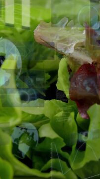Vertical video: Camera shifting and zooming, lettuce receiving data overlays for nutrition analysis