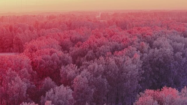 Aerial view of snow covered winter forest with frosty trees landscape with sunset light.