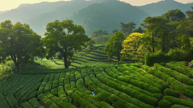 Aerial View of Lush Green Tea Plantation in the Morning