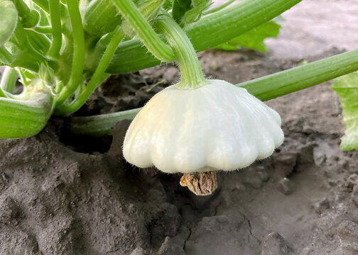 White Pattypan Squash Growing in a Garden