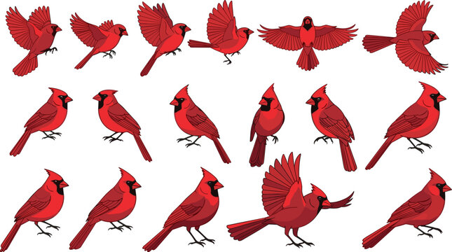 Vibrant Cardinal Bird Collection Featuring Different Poses and Stances for Wildlife and Nature Designs