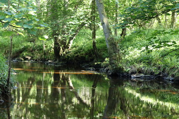 Fototapeta premium View along a woodland river, with green reflections in the still water