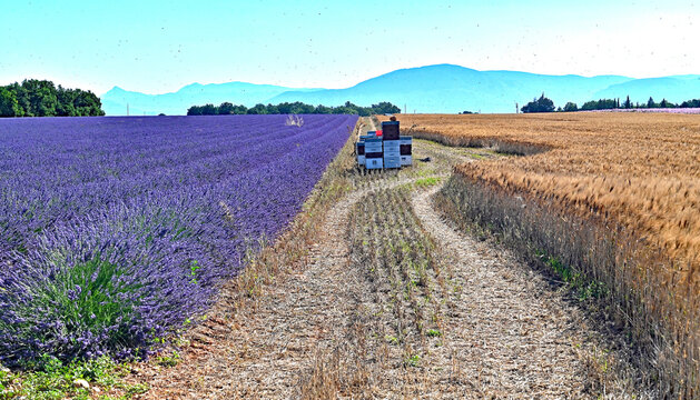 Lavendelzeit in der Provence,  Frankreich