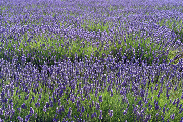 Fototapeta premium Lavendelzeit in der Provence, Frankreich