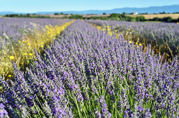 Fototapeta premium Lavendelzeit in der Provence, Frankreich