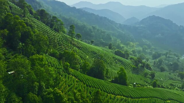 Aerial View of Lush Green Tea Plantation
