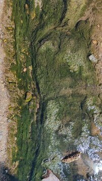 Vertical abstract background of green algae and moss moving gently in a clear water stream. Natural textures of aquatic plants and pond scum in a slowly motion.