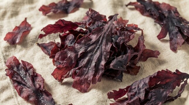 Dried organic Atlantic dulse seaweed on beige
