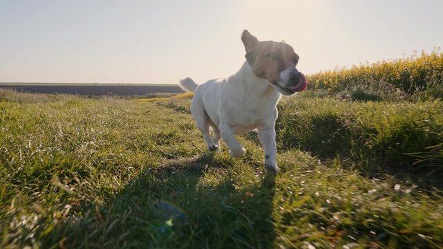 Small dog Jack Russell Terrier running green meadow field sunset light. Action shot summer evening domestic pet care concept nature environment background professional stock video footage.