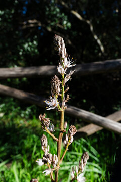 dragonfly on a branch