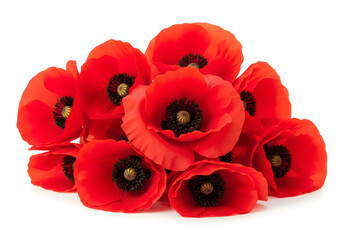 Obraz premium vibrant red poppy flowers close-up cluster