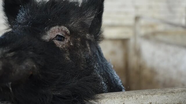 Close-up view of a black, bristly pig pressing its snout over a concrete pen rail inside a rustic farm sty, looking curiously at the camera with wet whiskers and expressive eyes