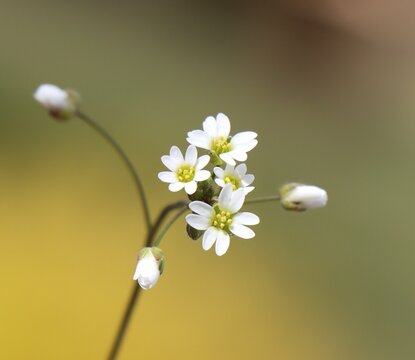 Draba verna (syn. Erophila verna) small spring flower