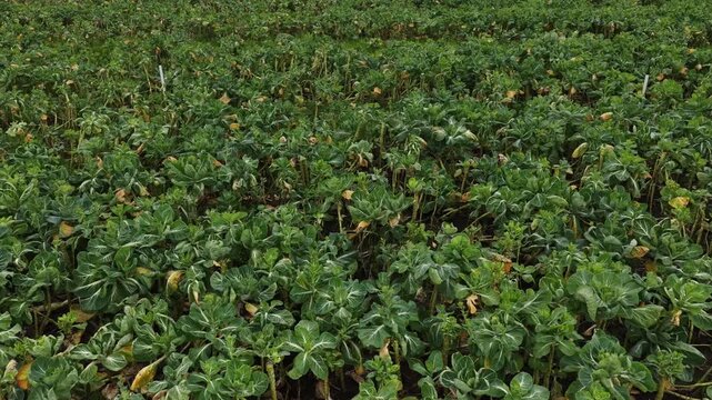 Aerial view of a farm field densely populated with crops, showcasing a vibrant green landscape with earthy tones, Esposende, Portugal.