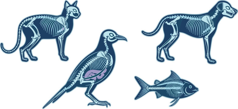 Animal Anatomy X Ray Style Illustration Set with Dog, Cat, Bird and Fish Skeleton Structure, Veterinary Science Education Vector Design