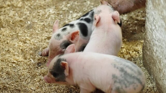 Three sleepy piglets cuddle together on soft sawdust bedding inside a rustic barn pen, one spotted black-and-white and two pink, napping as they nestle against the wall.